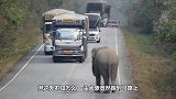 大象逼停大货车，就为了根甘蔗，司机的举动太暖心