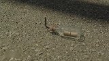海绵宝宝：海绵宝宝把炮弹变成巧克力豆，谁知派大星一口一个！