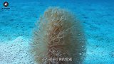 潜水员在海底发现“异形怪物”，近距离观察后，被吓到了