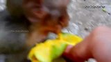 摄影师喂阿尔巴吃芒果，胆战心惊的阿尔巴好担心猴妈打它