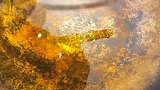吃啥都没胃口？试试这个特别开胃的清炒土豆丝