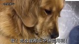 金毛见女主没给答应自己的鸡腿后，气的拉个脸用眼睛斜瞟女主，逗