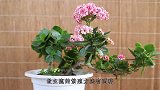 长寿花繁殖总黑杆？自从用了这些方法，成活率飙升，没再失败过