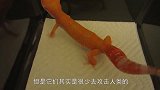 壁虎尾巴断掉了，将断掉的尾巴放壁虎面前，神奇画面被镜头拍下