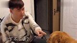主人不让金毛上床，金毛气的咬主人，主人一开口，金毛立刻溜了