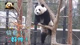 熊猫贝贝帅气凹造型，坐在树上思考熊生，耷拉着的小短腿儿萌到爆