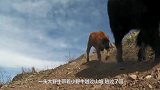 饿狼突袭小牛犊，小牛犊临危不惧地反击，真是一个勇敢的宝宝