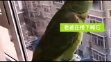 鹦鹉欢迎男主人回家，那叫声好激动，声应的神了