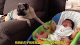 狗狗看护小主人，给小主人摇摇篮，太有爱了