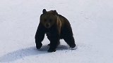 罗马尼亚：棕熊闯滑雪场拦住游客去路，追逐上演惊魂一幕