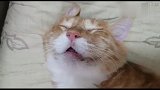 看到橘猫这睡姿，莫名很想笑