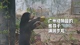 广州动物园的“熊孩子”满周岁啦
