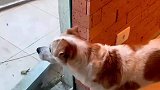 一只猫能有多恐怖，一个眼神就把狗子吓得浑身颤抖