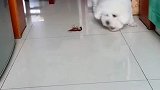 狗子：我可是很凶的，最好不要惹我！