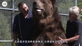 棕熊偷袭羊群，一群牧羊犬集体疯咬，镜头拍下全程！