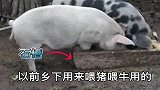 哈士奇喂猪石槽当饭盆，一年拆坏个铁笼子