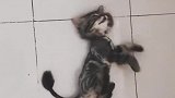 小猫：主人快来救我，我做噩梦了！
