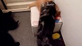 被打的橘猫一脸郁闷：我午个休，招谁惹谁了