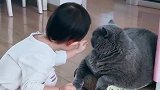 说了多少次了，不要给猪染色