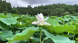 一间茅屋一亩良田，忙时田园种菜，闲时修篱种花，好美的田园生活