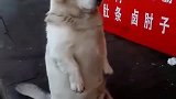 狗子：别打扰我，我正在上班呢！