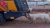 山羊难逢敌手，直接和装载机干起来了，网友无敌是多么寂寞！