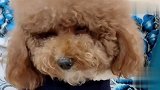 主人问泰迪崽崽咋受委屈，泰迪崽崽立马表演给主人看，委屈死了
