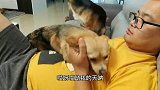 狗狗天天黏着男主，女主吃醋要把狗狗嫁出去，这狗竟还会找靠山？