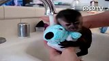 超可爱小猴子洗澡还敢再萌点吗