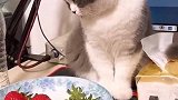 猫：不就吃你一颗草莓么，真小气！