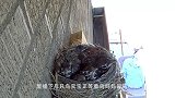 喜鹊趁着燕子妈妈不在家，偷偷将小鸟杀死，镜头拍下残忍一幕！