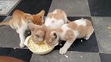 路边捡回几只流浪猫，喂养了几天发现特能吃，怎么办啊