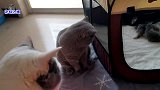 猫爸爸第一次近距离接触小奶猫，闻过猫宝宝之后，突然抬起了爪子