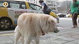 金毛自知时日不多，偷溜出去躲了起来，主人找到后直接泪奔