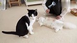 给短腿猫剃毛，粉嫩肉垫全部露出，忍不住想摸！