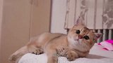闯了祸的小猫面对生气的主人，开始卖萌撒娇，小奶音萌死了