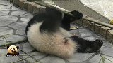 颜值爆表的熊猫宝宝四仰八叉地拿着竹棍儿卖萌，可爱得不像话