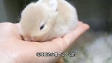 新生的小兔兔不比冰墩墩可爱？