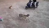 男子在家练习“翘车头”，狗子差点被“吓飞”
