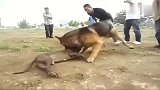 比特犬：德国黑背打得比特犬毫无还手之力，这才是绝对的实力