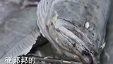 老板高价买回来的冻鱼，放水里变成活鱼，这一幕简直太神奇了！