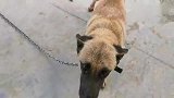 马犬妞妞咬人后，金松没办法天天栓起来，大家觉得这样怎么样？