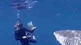 生物学家潜水时遇致命虎鲨，淡定伸手做出这个动作，躲过一劫