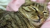 读书还有狸花猫陪读，做铲屎官也太辛福了吧！