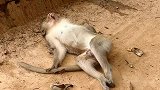 猴王恶战后严重受伤，下肢瘫痪，奄奄一息