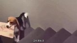 小奶狗：我要回家，这也太吓人了，哪里是狗玩的地方