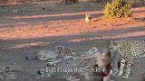 花豹偷袭猎豹，猎豹手忙脚乱窘态百出，本是同根生相煎何太急！