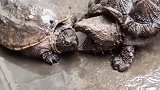 这鳄龟是外来物种吧，在中国几乎没有天敌，同类都敢下嘴