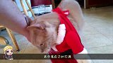 主人把自己缠成木乃伊，准备吓吓猫咪，猫咪可不上当