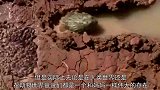 小蝌蚪被困小水洼，牛蛙爸爸挖开阻隔，成功解救小蝌蚪